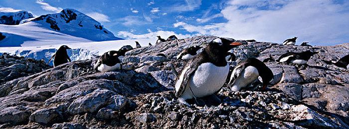 《星刃》豪华版女主和莉莉服装外观 更性感热辣